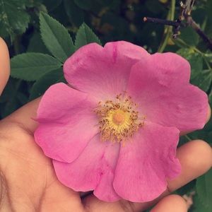 Meet your Posher, Brittany